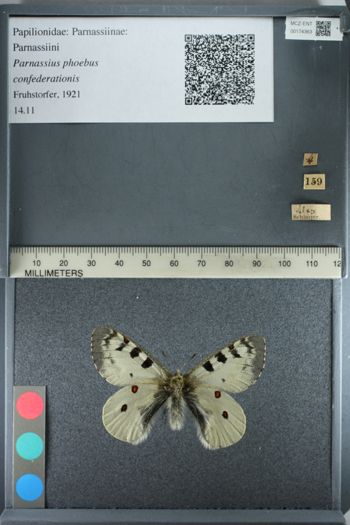 Media type: image;   Entomology 174363